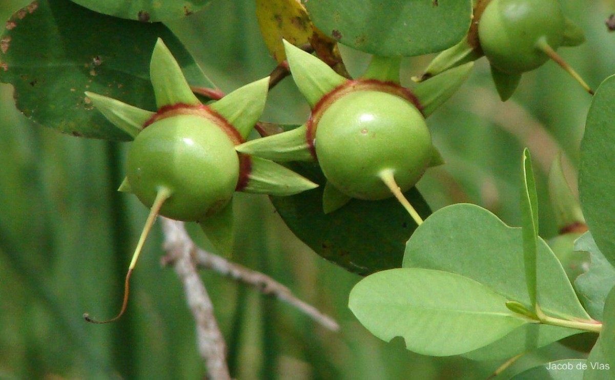 Sonneratia caseolaris (L.) Engl.